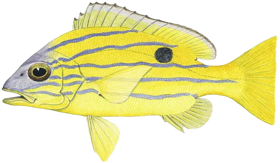 Common bluestripe snapper