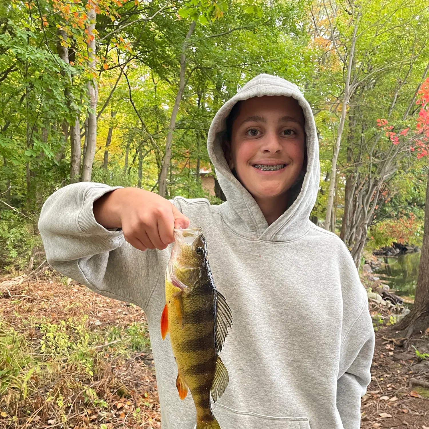 Yellow perch caught on Fishbrain