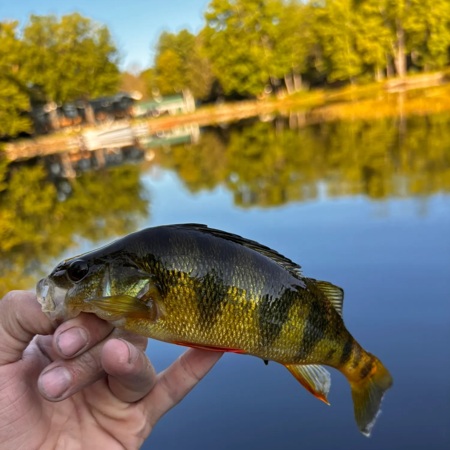 Yellow perch caught on Fishbrain