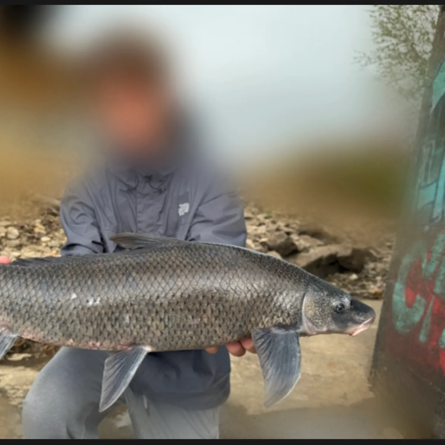 The most popular recent Blue sucker catch on Fishbrain