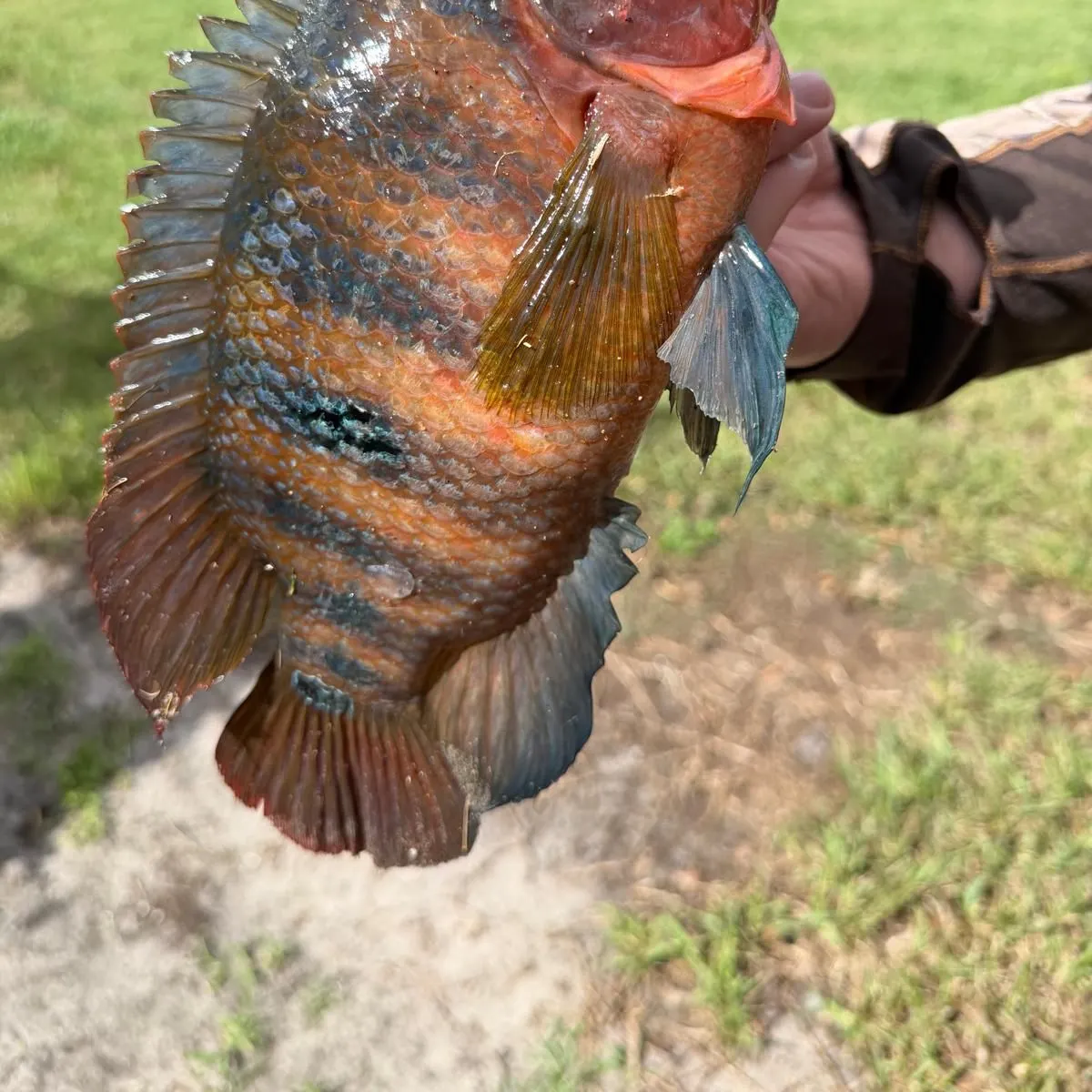 Mayan cichlid caught on Fishbrain
