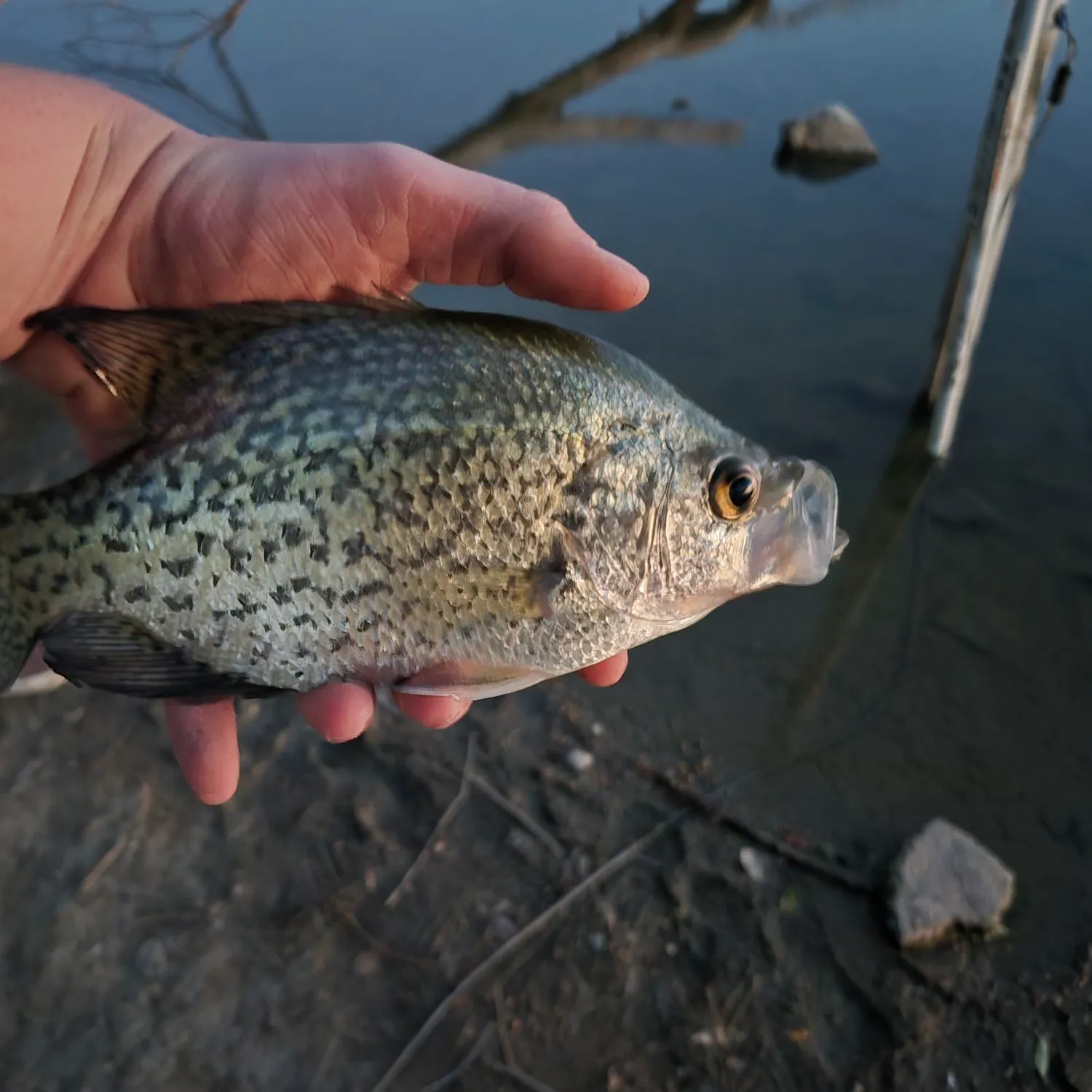 Black crappie caught on Fishbrain
