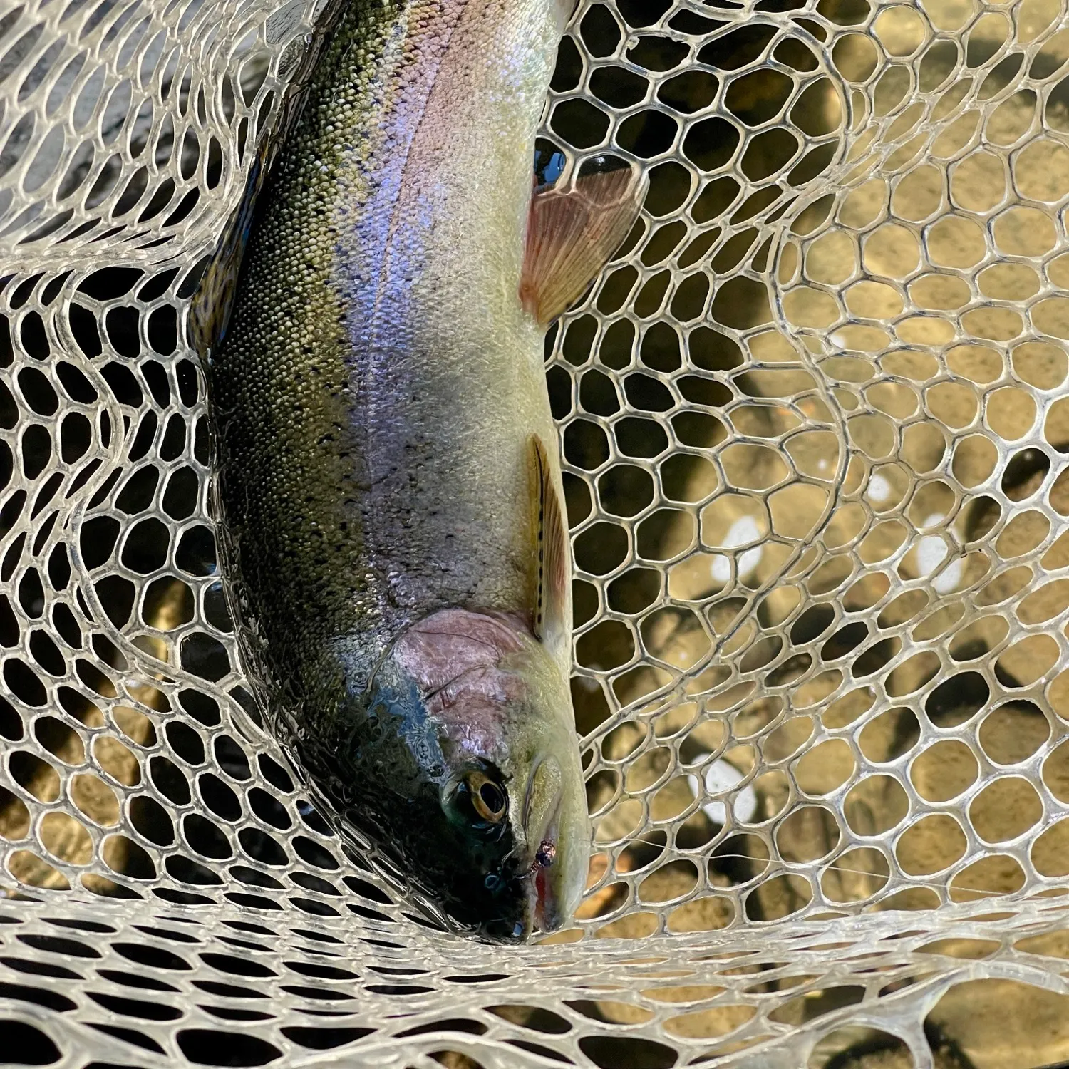 Rainbow trout caught on Fishbrain