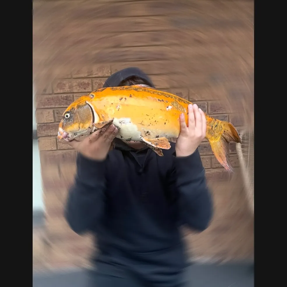 The most recent Koi carp catches on Fishbrain