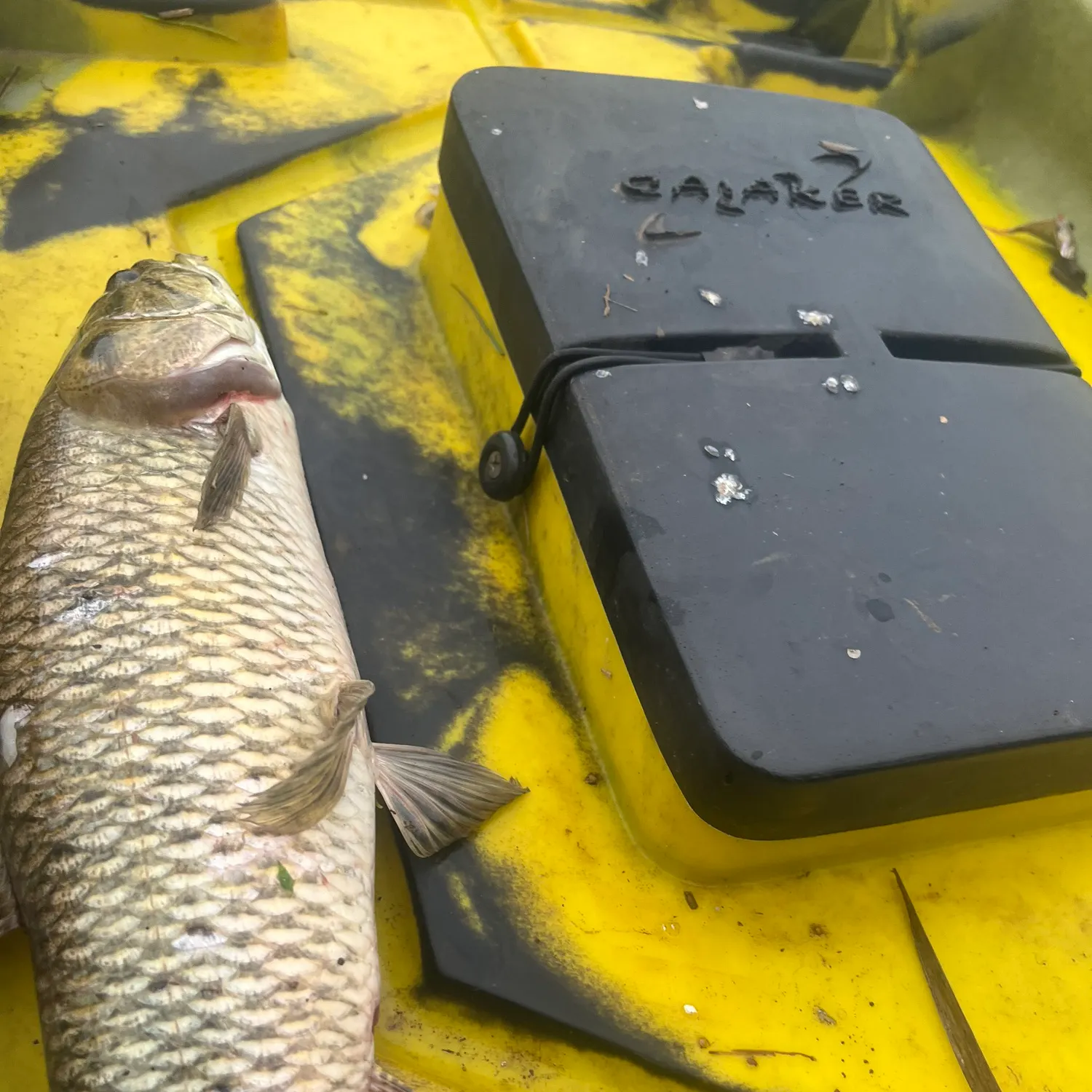 The most recent Trahira catches on Fishbrain