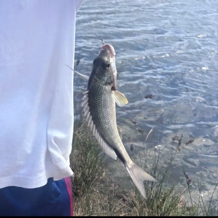 The most recent Southern black bream catches on Fishbrain