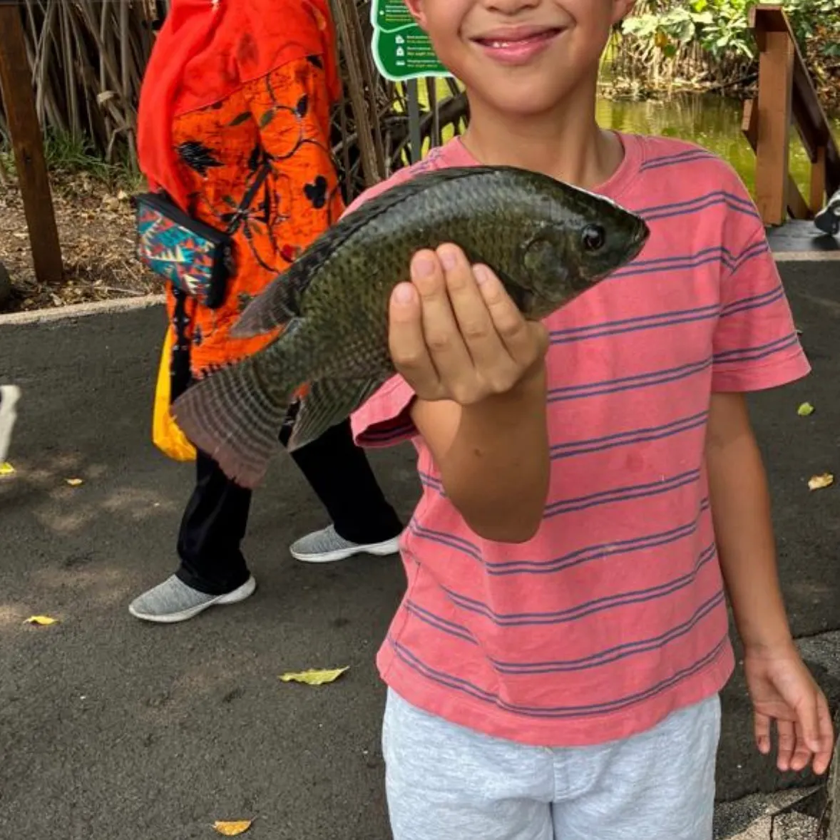 The most recent Mozambique tilapia catches on Fishbrain