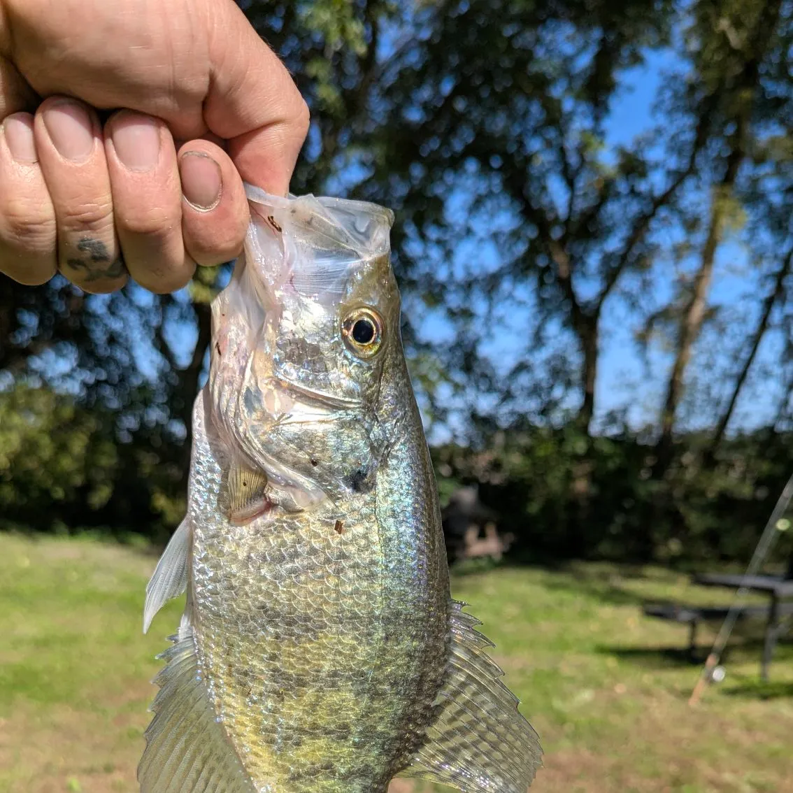 White crappie caught on Fishbrain