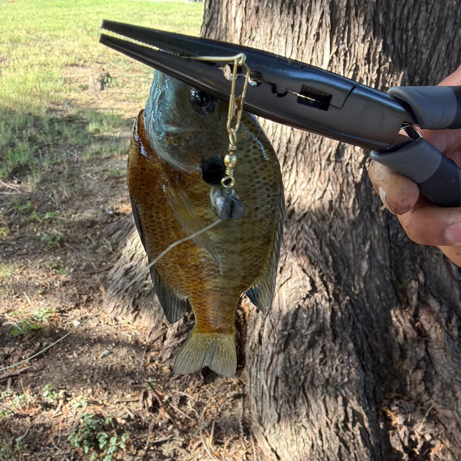 Bluegill caught on Fishbrain