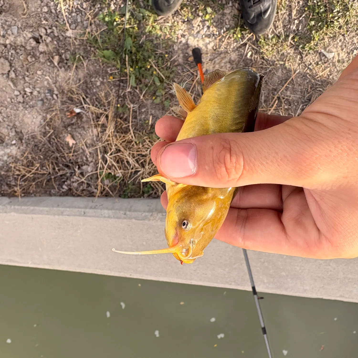 Yellow bullhead caught on Fishbrain