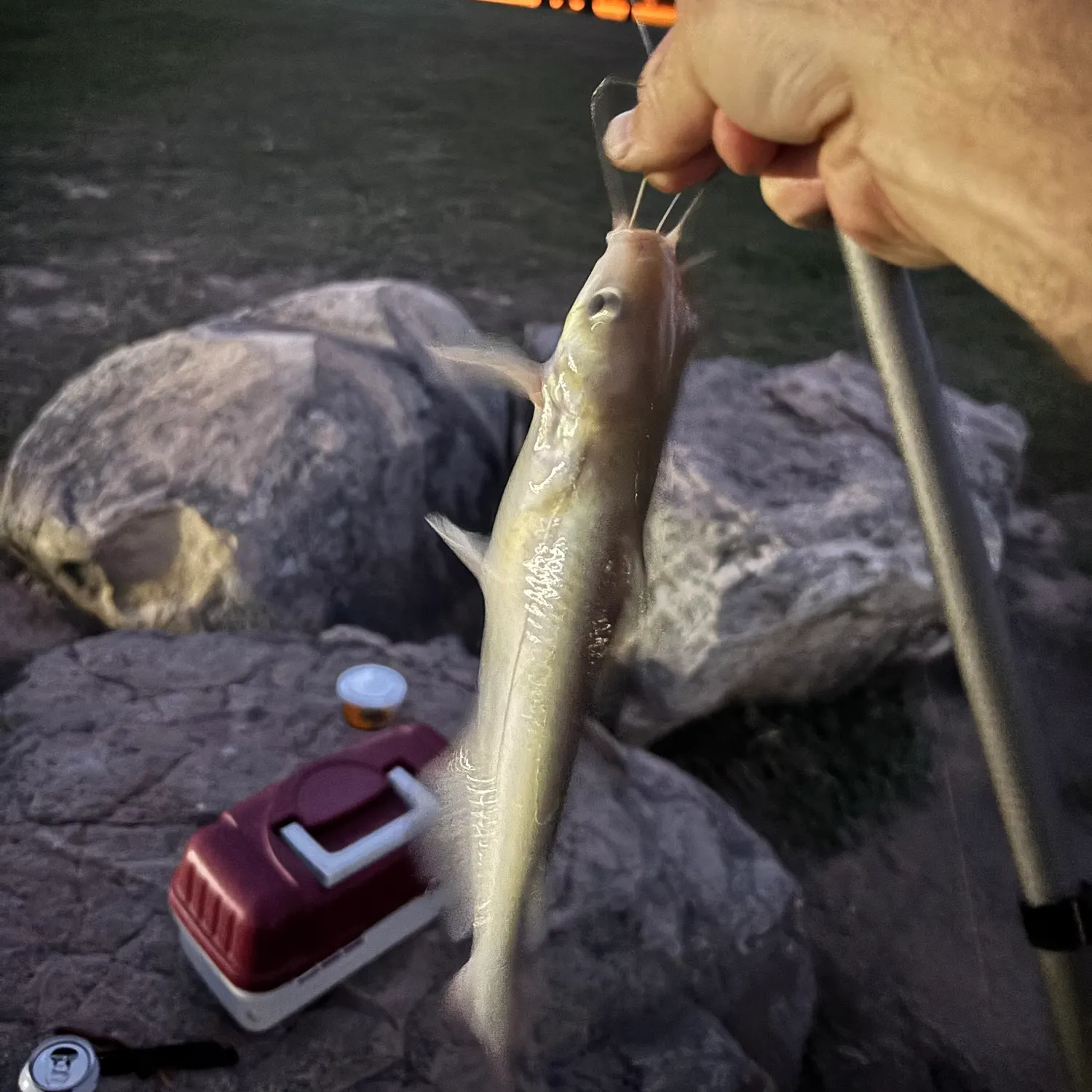 Channel catfish caught on Fishbrain