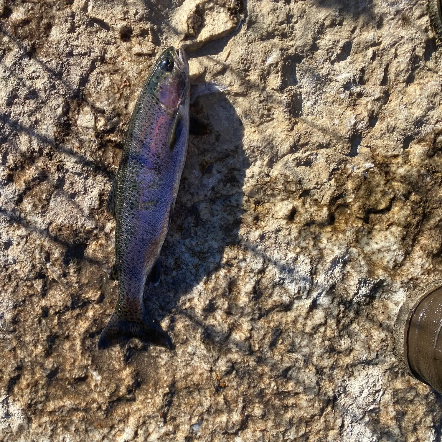 Rainbow trout caught on Fishbrain