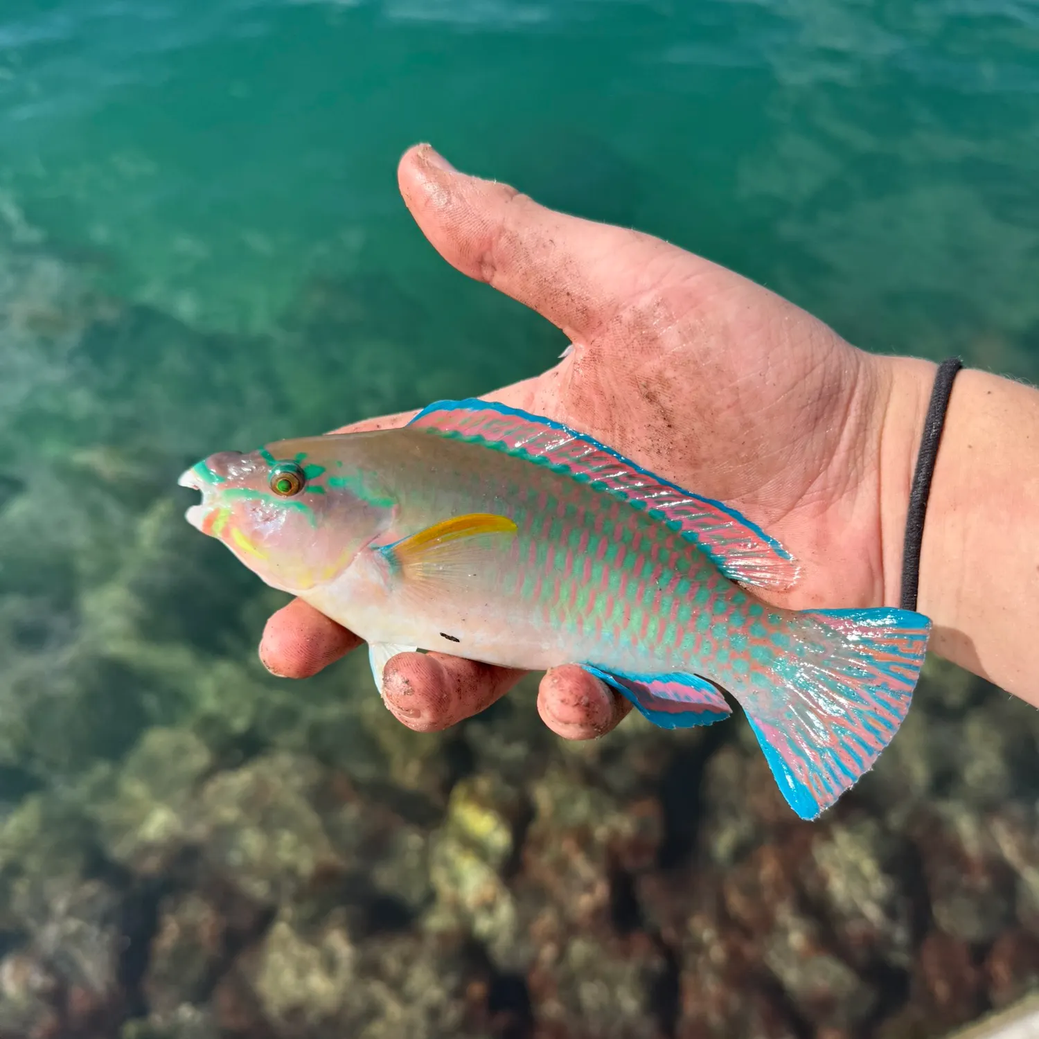 The most recent Striped parrotfish catches on Fishbrain