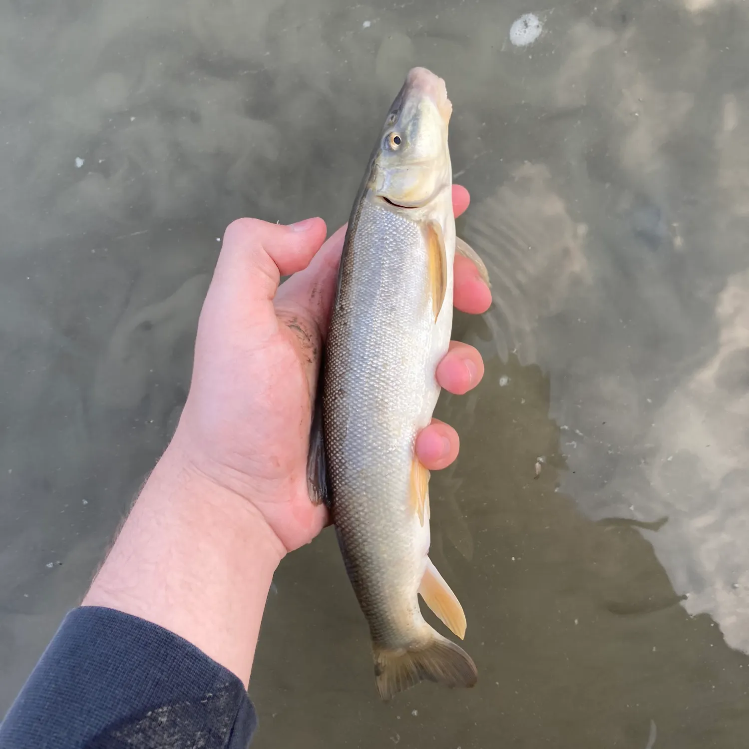 The most recent Longnose sucker catches on Fishbrain