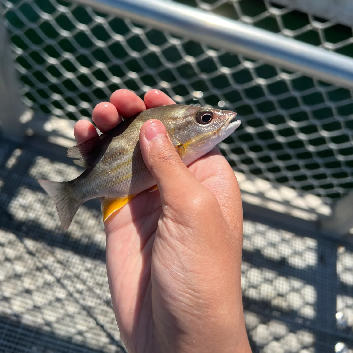 Moses perch caught on Fishbrain