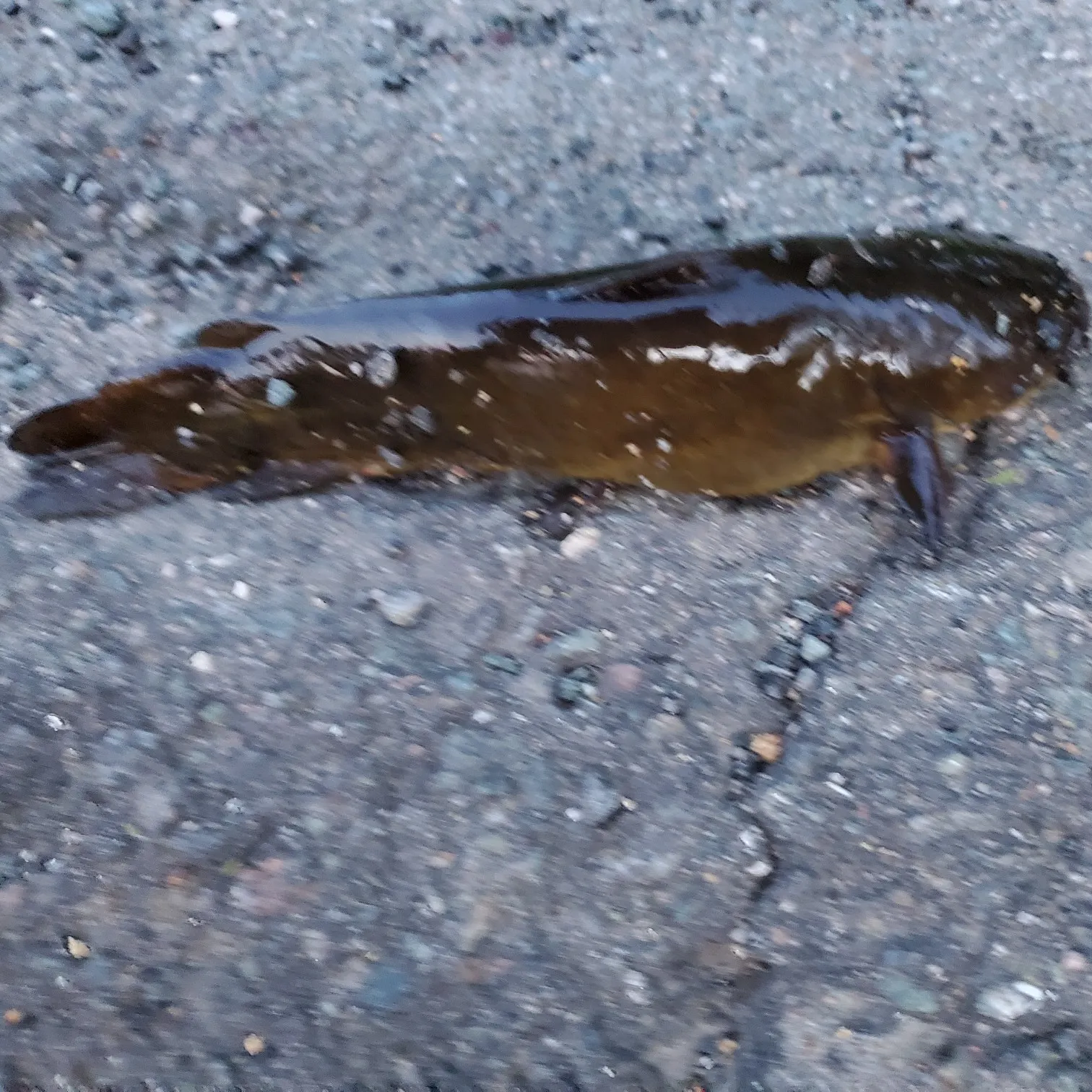 angler catch