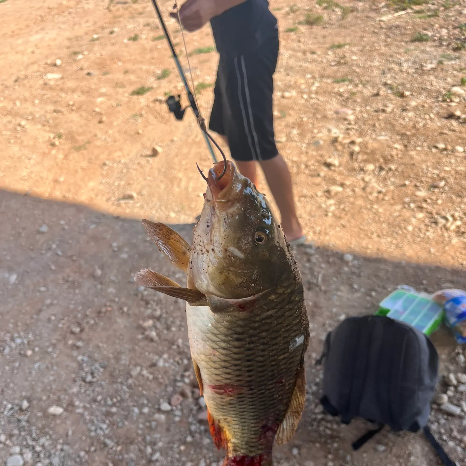 Common carp caught on Fishbrain