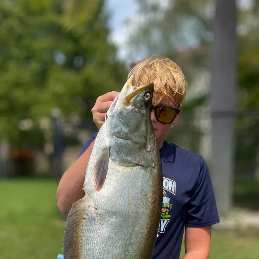 Clown knifefish caught on Fishbrain