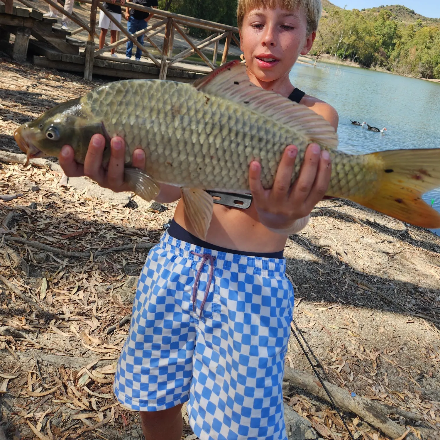 Common carp caught on Fishbrain