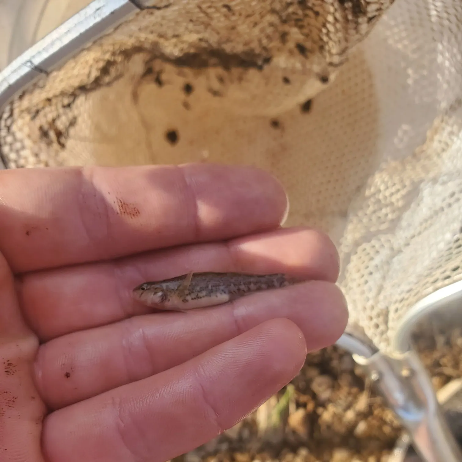 The most recent Orangethroat darter catches on Fishbrain