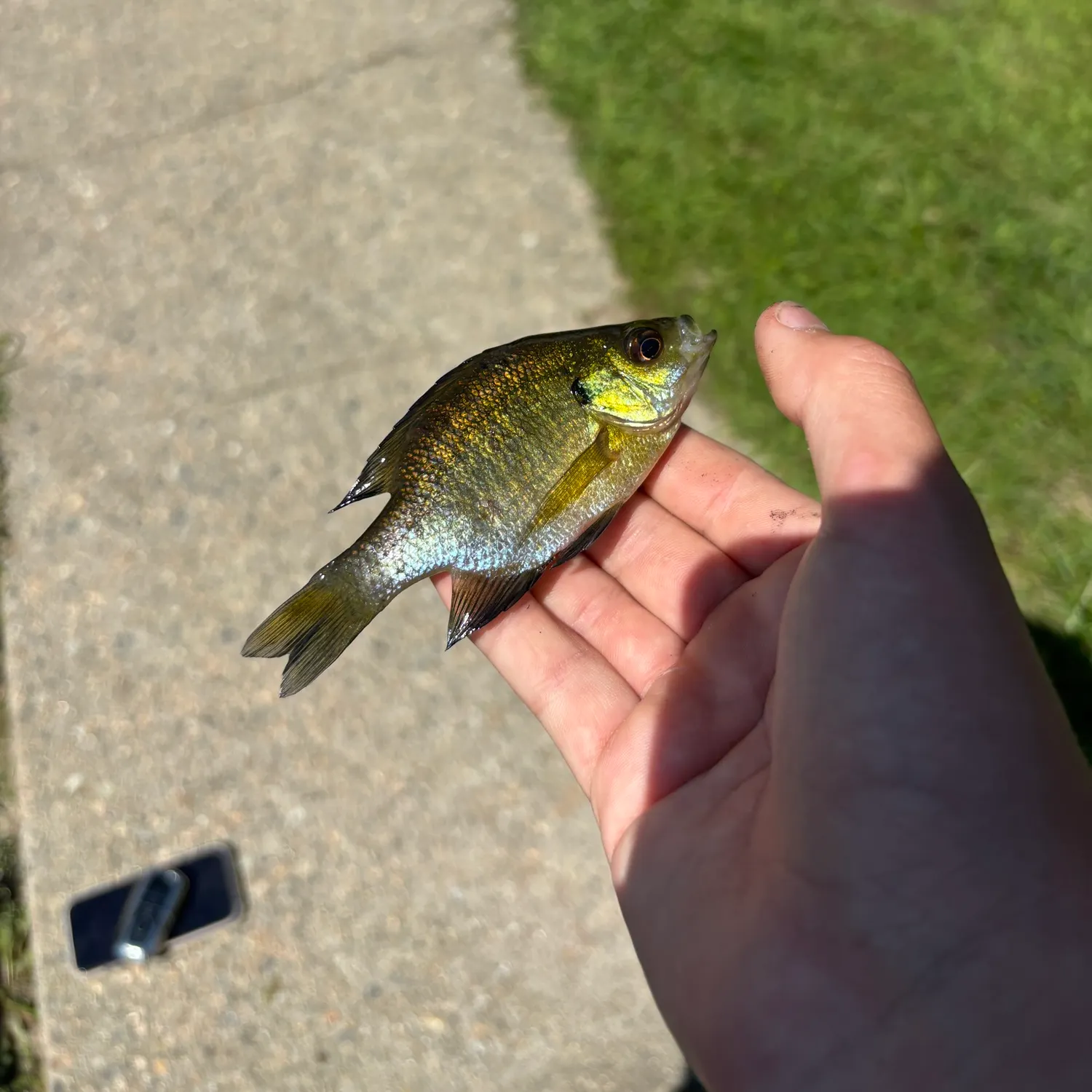 Bluegill caught on Fishbrain
