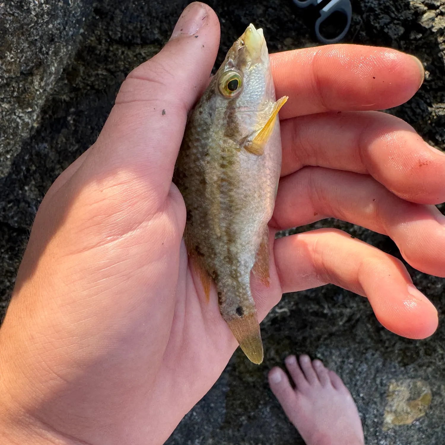 The most recent Corkwing wrasse catches on Fishbrain