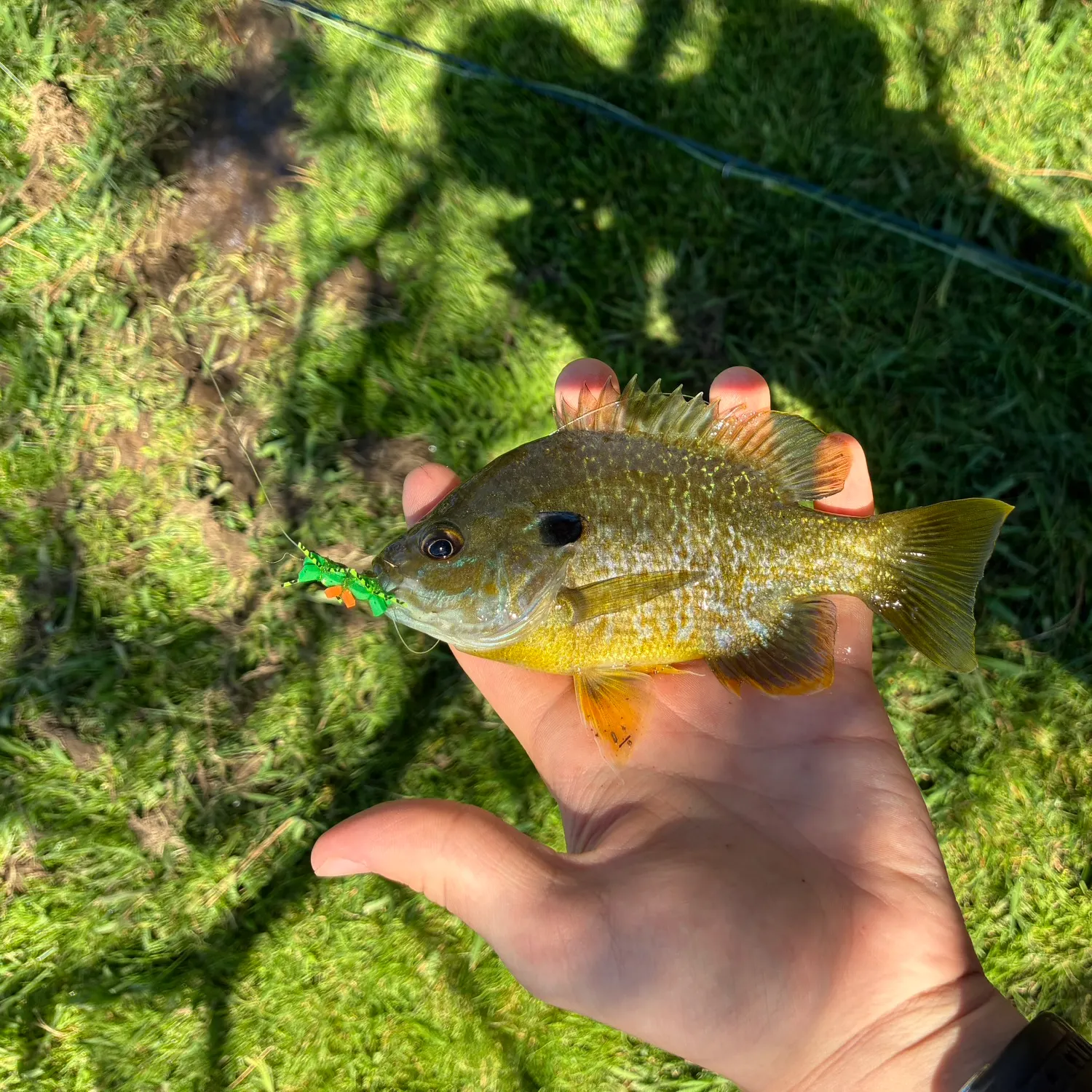Greengill hybrid caught on Fishbrain