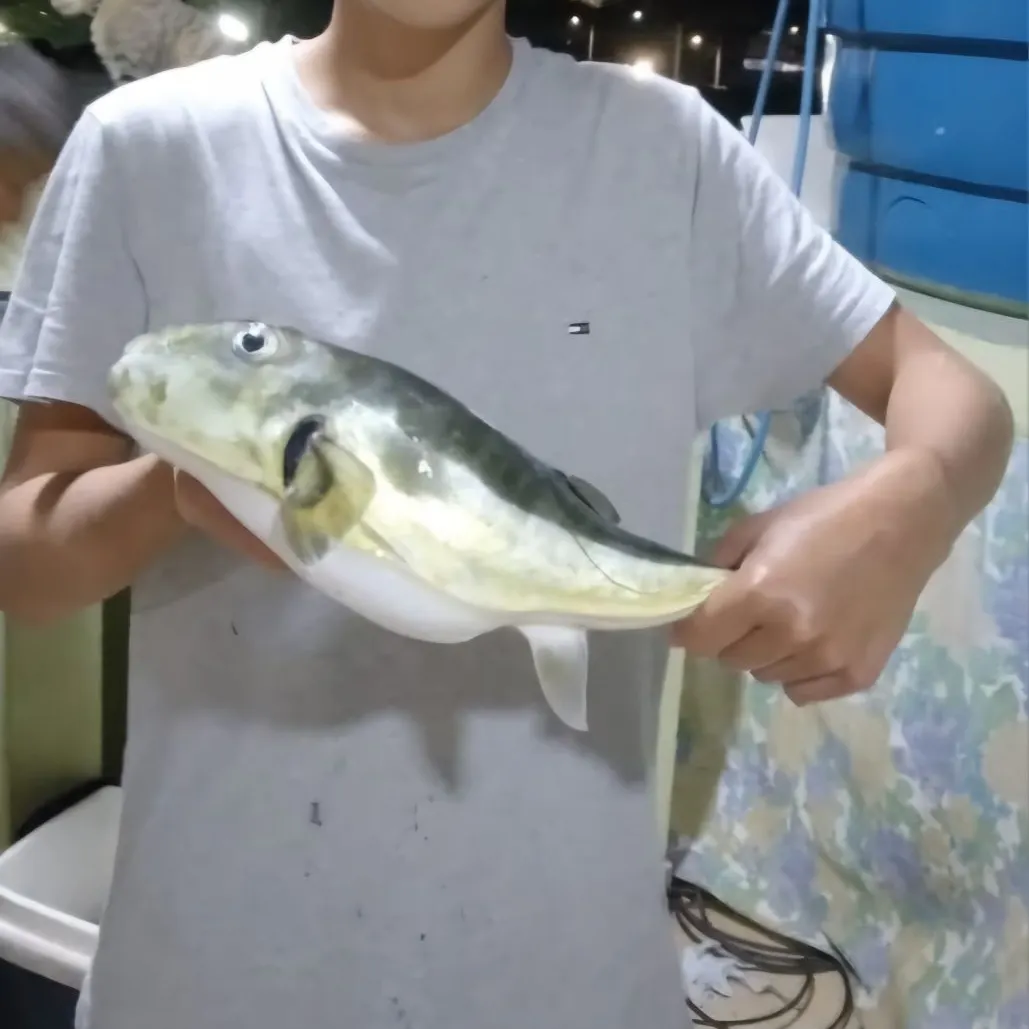 The most recent Smooth puffer catches on Fishbrain