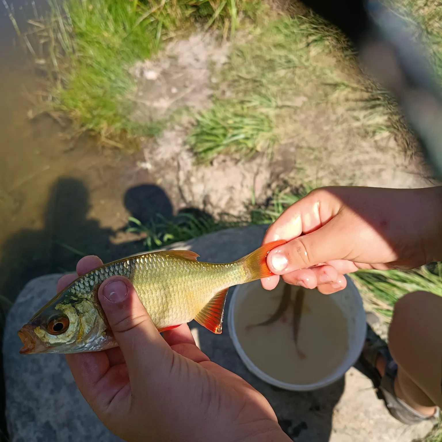 Common rudd caught on Fishbrain