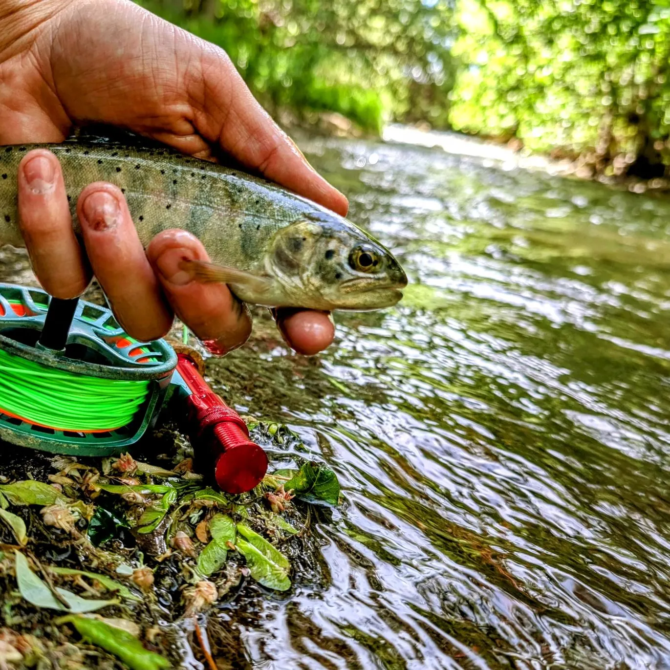 most liked catch image