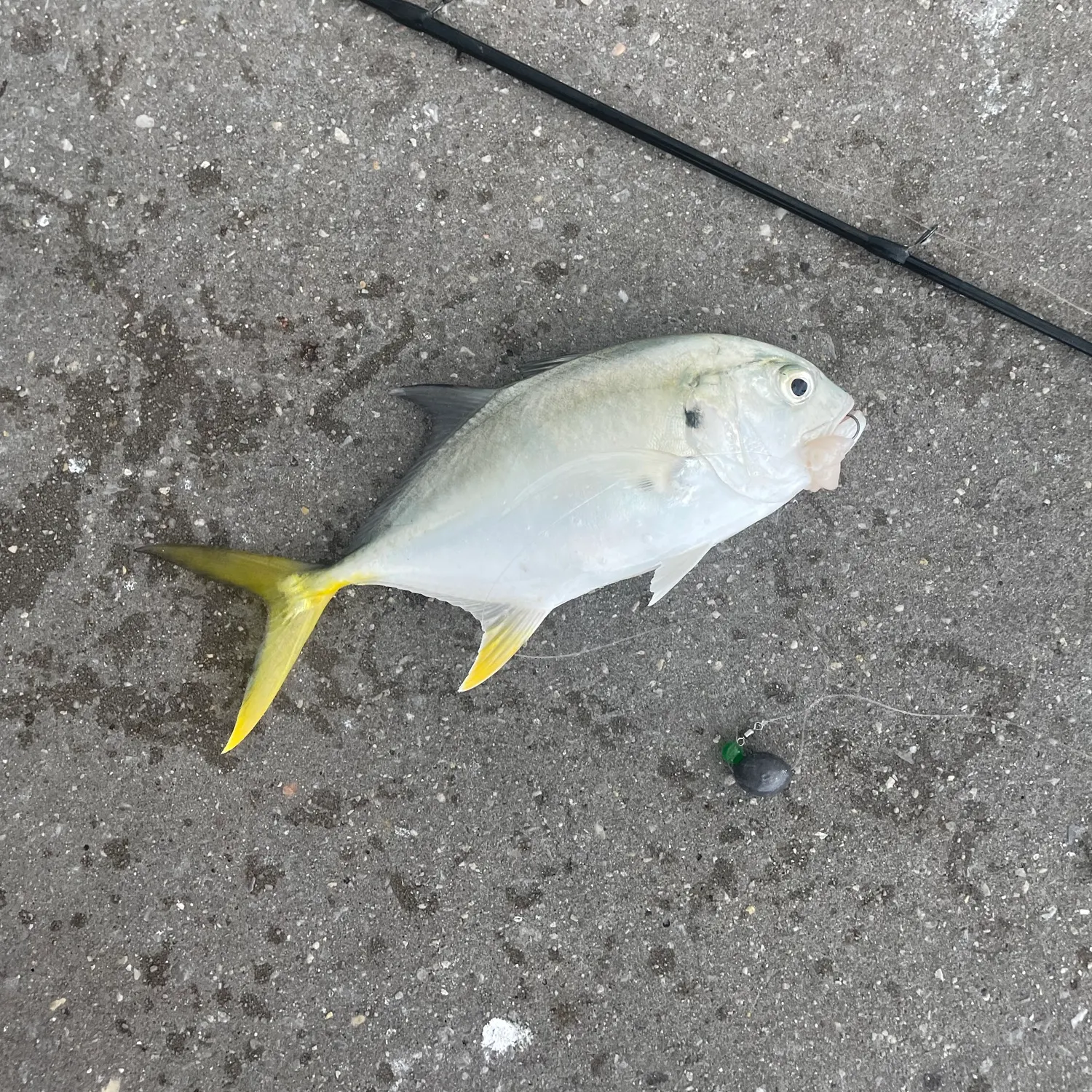 Crevalle jack caught on Fishbrain