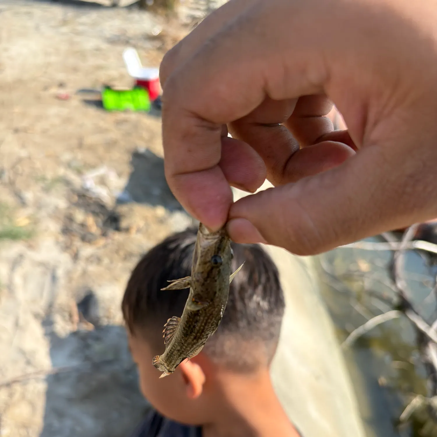 The most recent Sleepy goby catches on Fishbrain