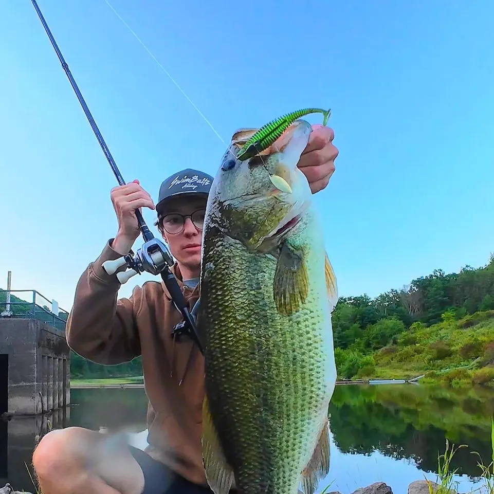 Largemouth bass caught on Fishbrain
