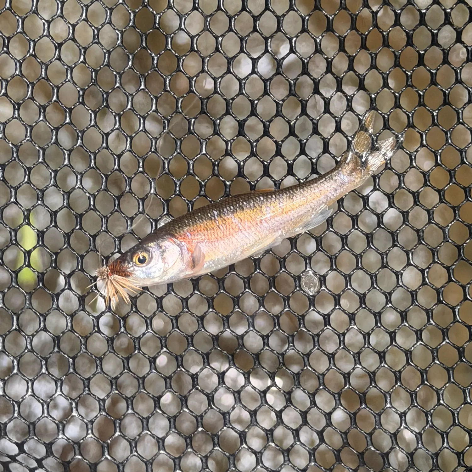 The most recent Rosyside dace catches on Fishbrain