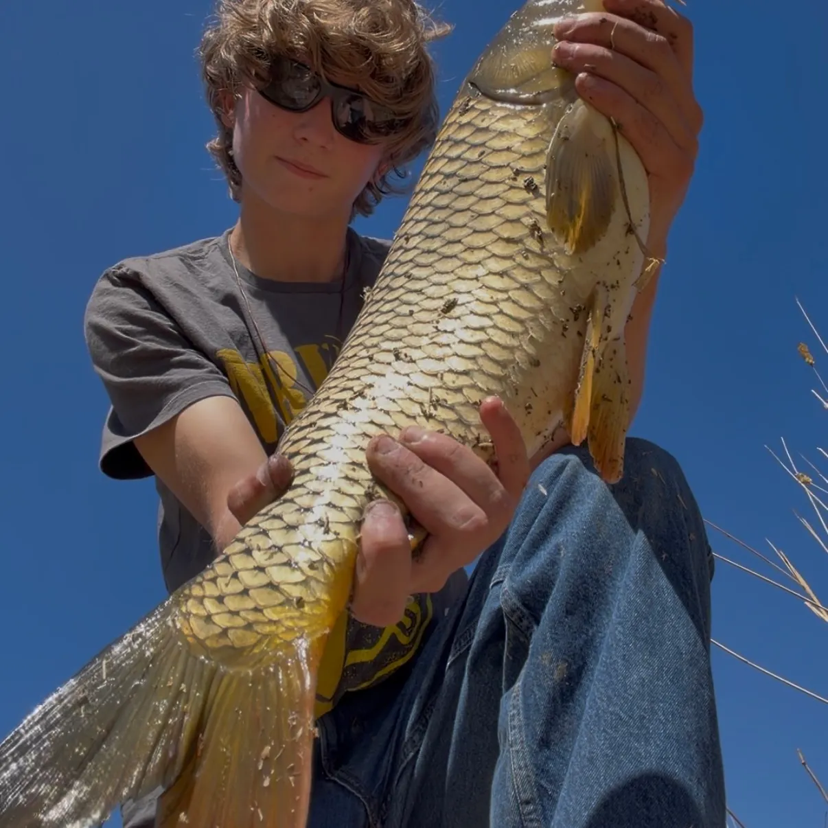 Common carp caught on Fishbrain