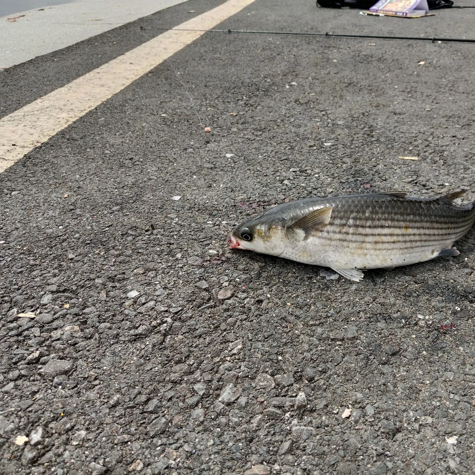 Striped mullet caught on Fishbrain
