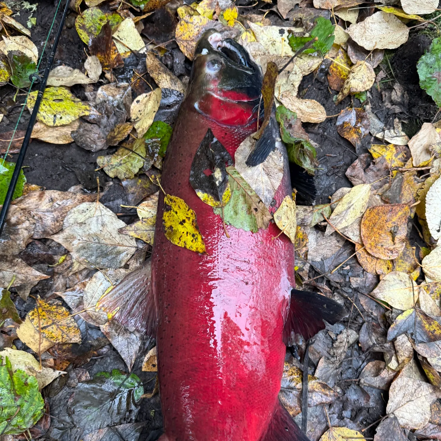 Coho salmon caught on Fishbrain