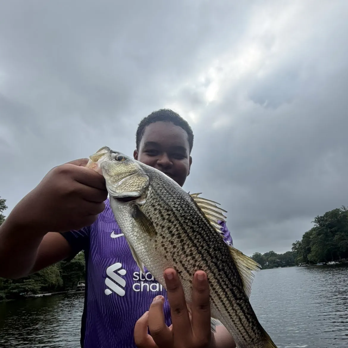 Wiper caught on Fishbrain