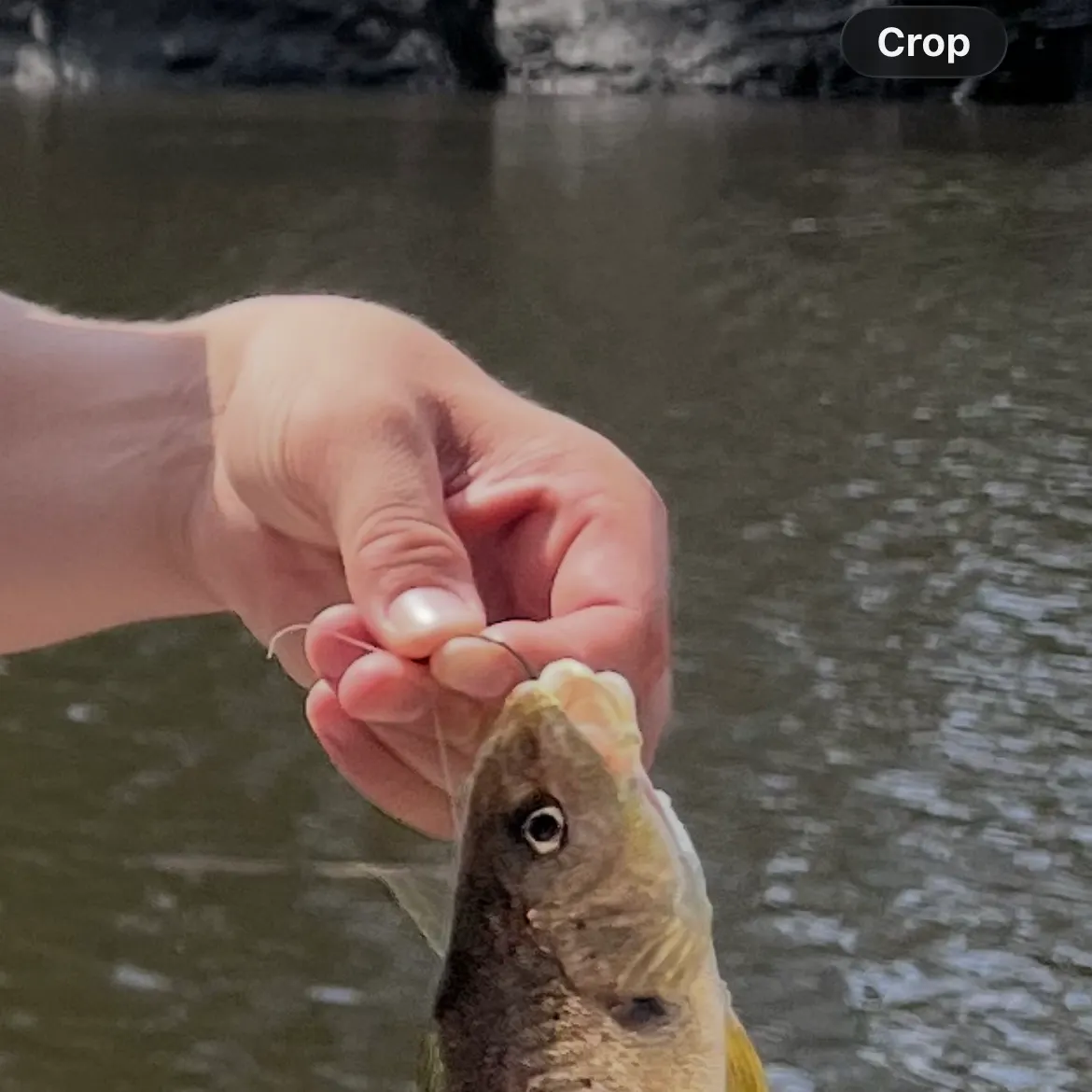 Atlantic croaker caught on Fishbrain