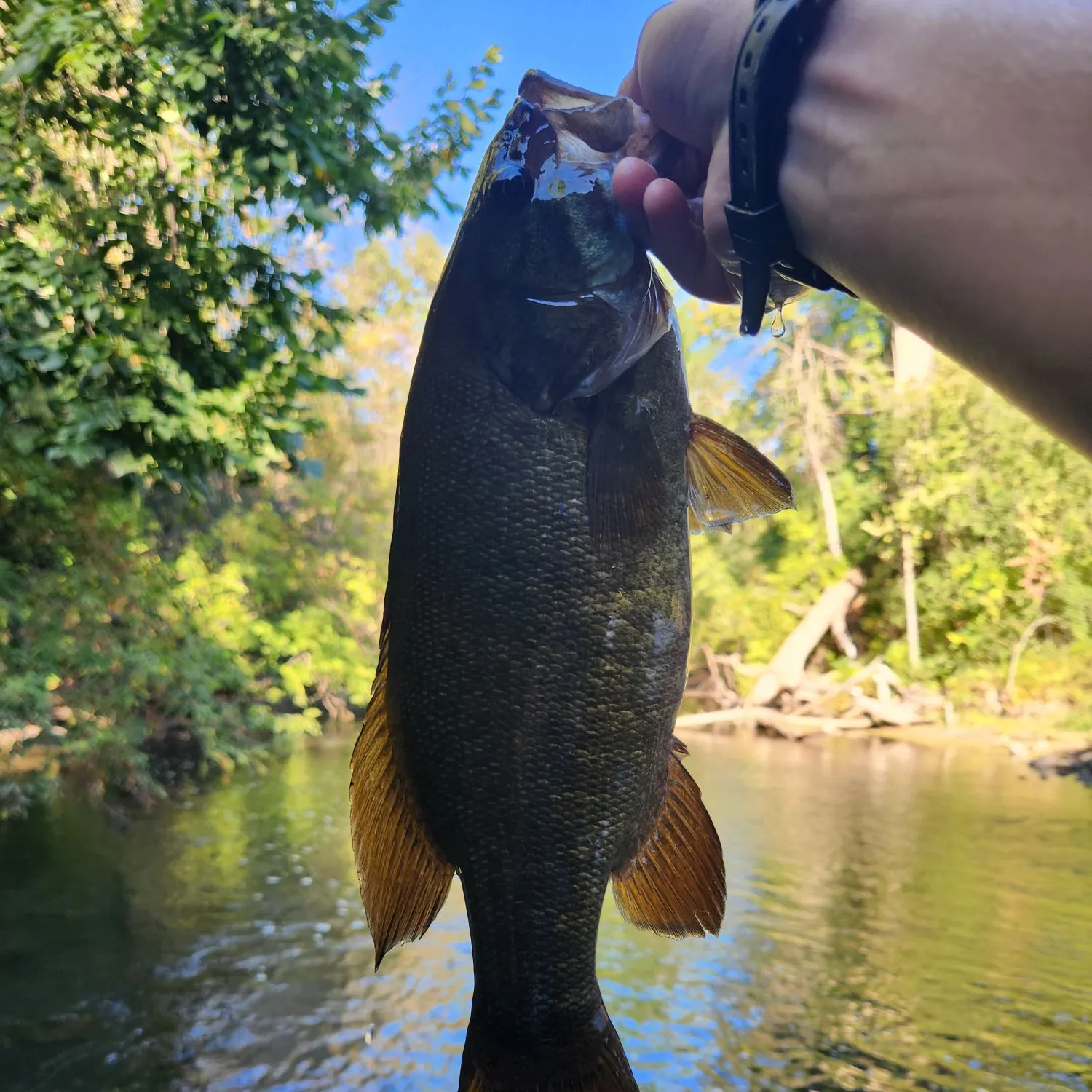 Smallmouth bass caught on Fishbrain