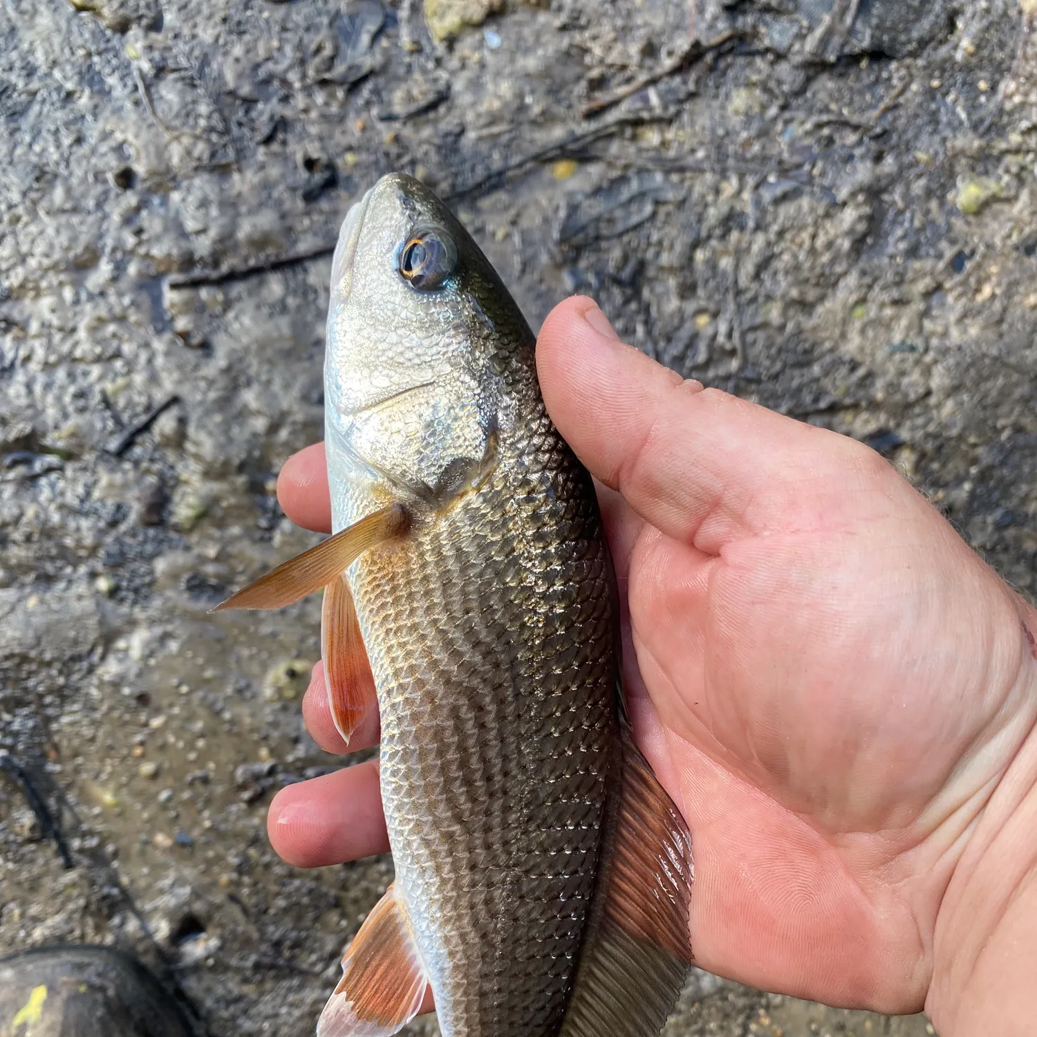 Red drum caught on Fishbrain
