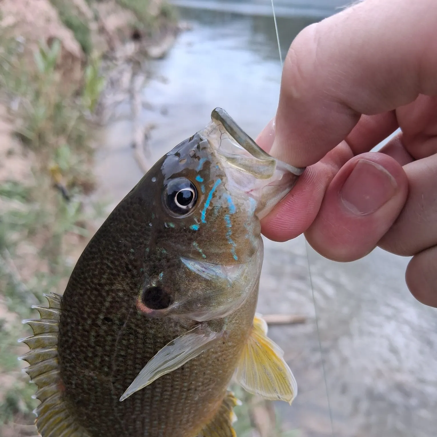 Green sunfish caught on Fishbrain