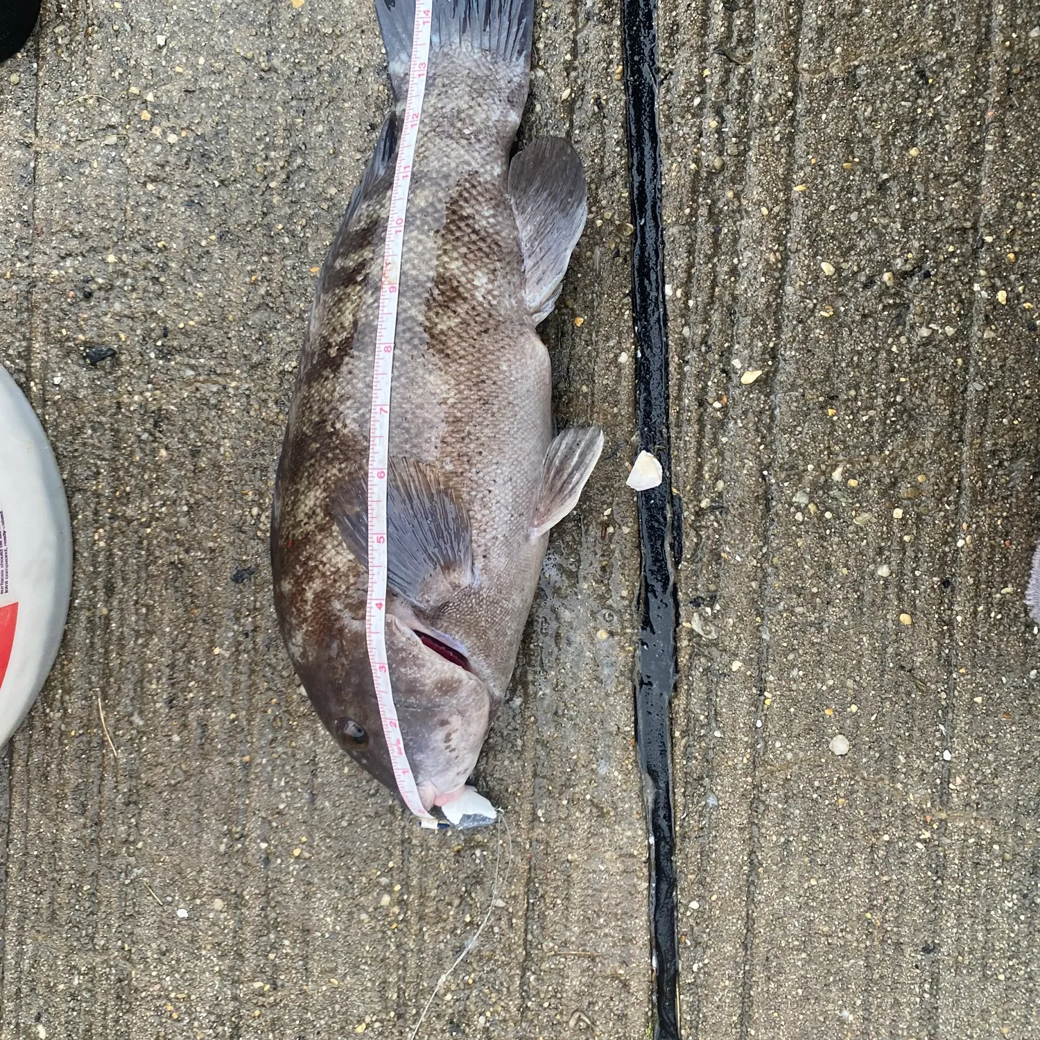 Tautog caught on Fishbrain
