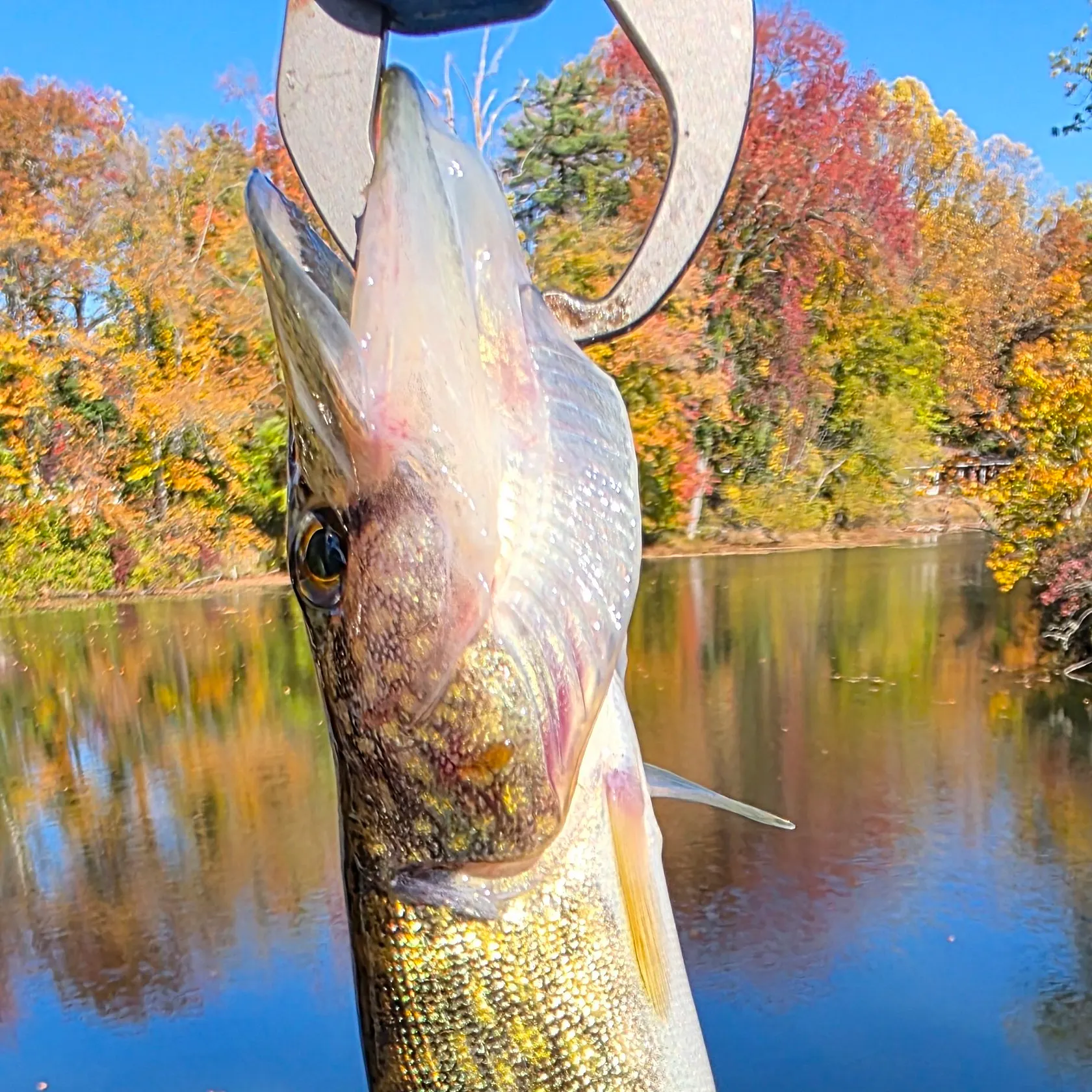 Chain pickerel caught on Fishbrain