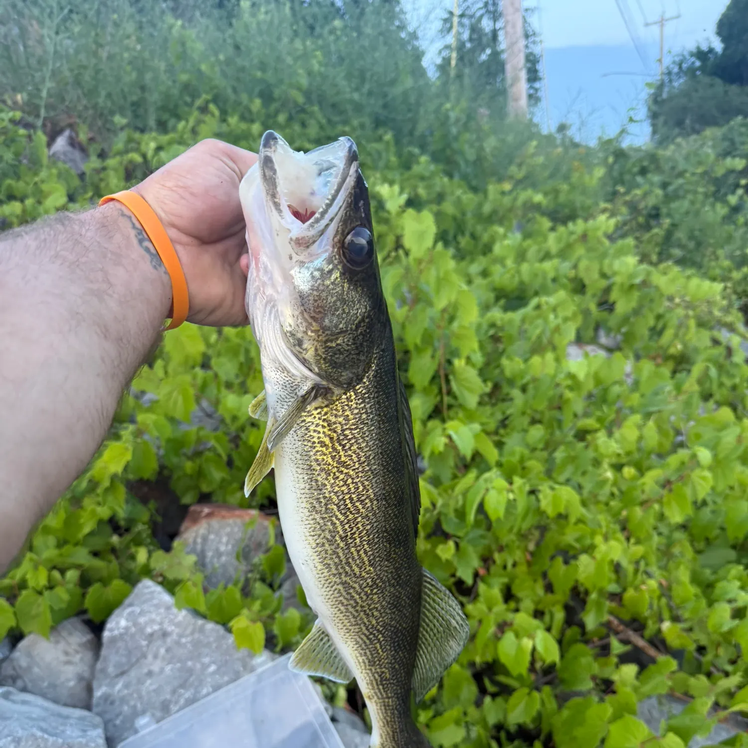 catch