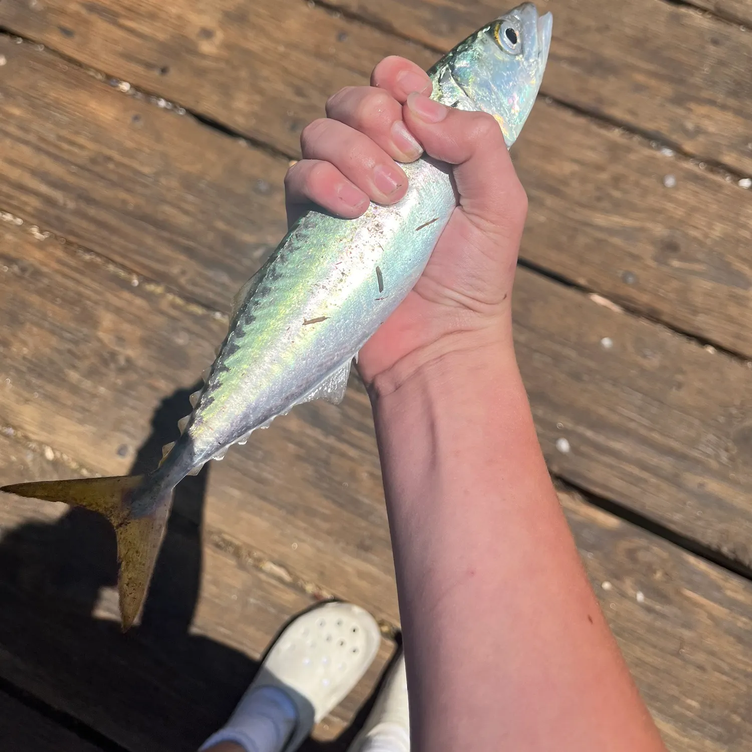 The most recent Leatherjack catches on Fishbrain