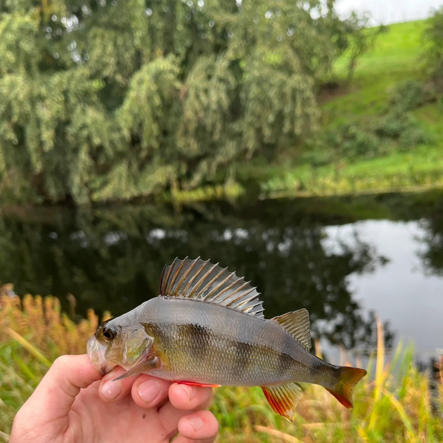 European perch caught on Fishbrain