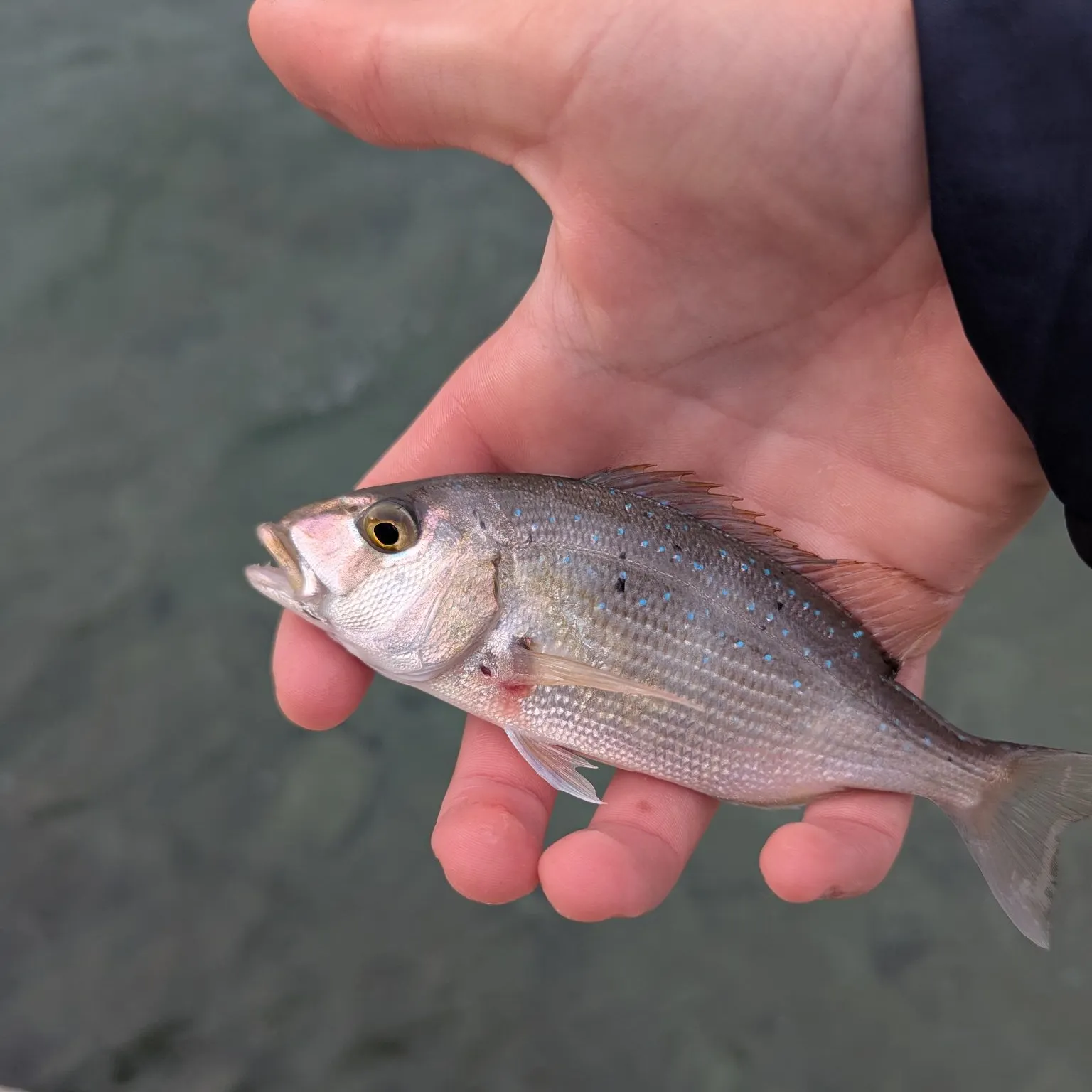 The most recent Common dentex catches on Fishbrain