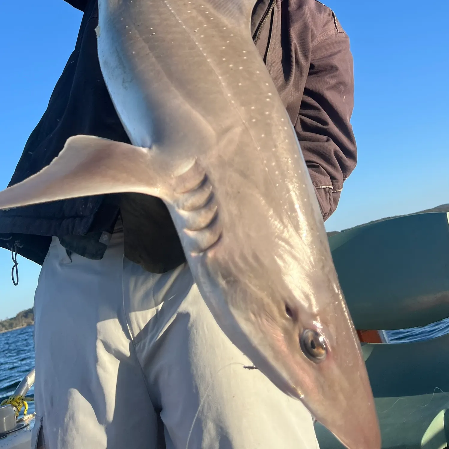 The most recent Gummy shark catches on Fishbrain