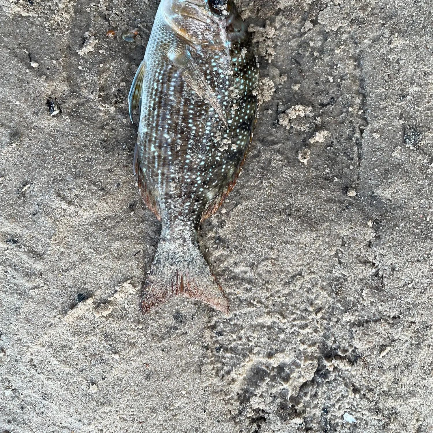 The most recent Spangled emperor catches on Fishbrain